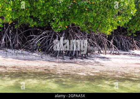 Mangroves au sable blanc dans la réserve de Mida Creek près de Watamu au Kenya. Banque D'Images