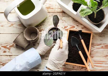 Une femme présente une jeune plante en pot sur fond de bois clair Banque D'Images