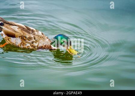 Le Canard colvert bobbing pour la nourriture sur la rivière Tennessee par le Lodge au parc national Pickwick Landing à Counce, Tennessee. Banque D'Images