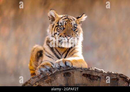 Chaton bébé de Sumatra tigre (Panthera tigris sumatrae), rare sous-espèce de tigre qui habite l'île indonésienne de Sumatra Banque D'Images