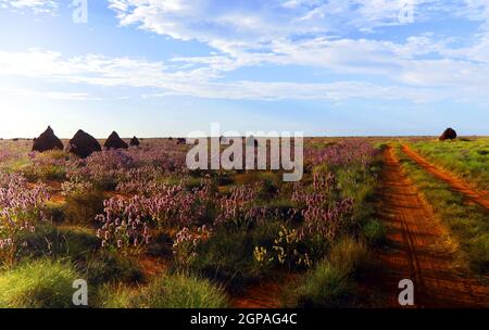 Piste en 4x4 à travers les prairies de spinifex avec des monticules de termites et des fleurs de Ptilotus, près d'Onslow, en Australie occidentale Banque D'Images