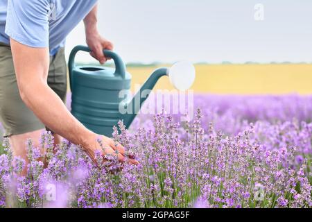 Fermier avec arrosoir dans le champ de lavande Banque D'Images