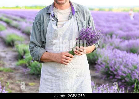 Fermier avec beau bouquet dans le champ de lavande Banque D'Images