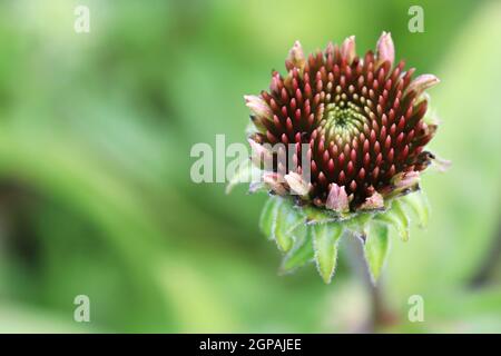 Macro de fleurs en pleine floraison plus tard l'été. Banque D'Images