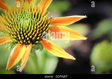 Macro de fleurs en pleine floraison plus tard l'été. Banque D'Images