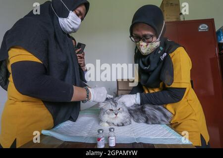 Bogor, Indonésie. 28 septembre 2021. Un chat reçoit un vaccin contre la rage lors de la célébration de la Journée mondiale de la rage au centre vétérinaire de Laladon à Bogor Regency, West Java, Indonésie, le 28 septembre 2021. (Photo par Andi M. Ridwan/INA photo Agency/Sipa USA) crédit: SIPA USA/Alay Live News Banque D'Images