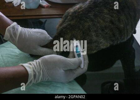 Bogor, Indonésie. 28 septembre 2021. Un chat reçoit un vaccin contre la rage lors de la célébration de la Journée mondiale de la rage au centre vétérinaire de Laladon à Bogor Regency, West Java, Indonésie, le 28 septembre 2021. (Photo par Andi M. Ridwan/INA photo Agency/Sipa USA) crédit: SIPA USA/Alay Live News Banque D'Images