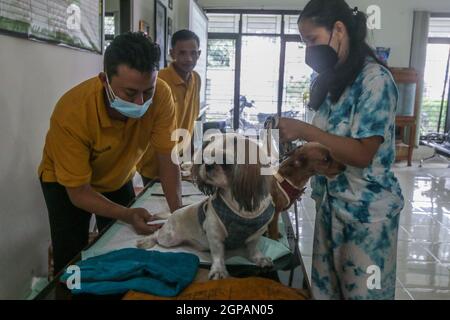 Bogor, Indonésie. 28 septembre 2021. Un chien reçoit le vaccin contre la rage lors de la célébration de la Journée mondiale de la rage au centre vétérinaire de Laladon à Bogor Regency, West Java, Indonésie, le 28 septembre 2021. (Photo par Andi M. Ridwan/INA photo Agency/Sipa USA) crédit: SIPA USA/Alay Live News Banque D'Images