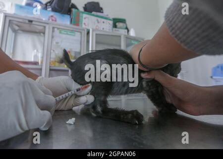 Bogor, Indonésie. 28 septembre 2021. Un chat reçoit un vaccin contre la rage lors de la célébration de la Journée mondiale de la rage au centre vétérinaire de Laladon à Bogor Regency, West Java, Indonésie, le 28 septembre 2021. (Photo par Andi M. Ridwan/INA photo Agency/Sipa USA) crédit: SIPA USA/Alay Live News Banque D'Images