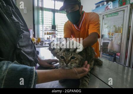Bogor, Indonésie. 28 septembre 2021. Un chat reçoit un vaccin contre la rage lors de la célébration de la Journée mondiale de la rage au centre vétérinaire de Laladon à Bogor Regency, West Java, Indonésie, le 28 septembre 2021. (Photo par Andi M. Ridwan/INA photo Agency/Sipa USA) crédit: SIPA USA/Alay Live News Banque D'Images