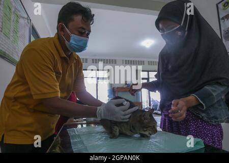 Bogor, Indonésie. 28 septembre 2021. Un chat reçoit un vaccin contre la rage lors de la célébration de la Journée mondiale de la rage au centre vétérinaire de Laladon à Bogor Regency, West Java, Indonésie, le 28 septembre 2021. (Photo par Andi M. Ridwan/INA photo Agency/Sipa USA) crédit: SIPA USA/Alay Live News Banque D'Images