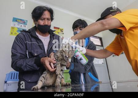 Bogor, Indonésie. 28 septembre 2021. Un chat reçoit un vaccin contre la rage lors de la célébration de la Journée mondiale de la rage au centre vétérinaire de Laladon à Bogor Regency, West Java, Indonésie, le 28 septembre 2021. (Photo par Andi M. Ridwan/INA photo Agency/Sipa USA) crédit: SIPA USA/Alay Live News Banque D'Images