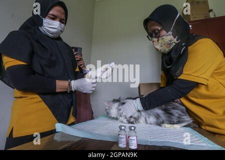 Bogor, Indonésie. 28 septembre 2021. Un chat reçoit un vaccin contre la rage lors de la célébration de la Journée mondiale de la rage au centre vétérinaire de Laladon à Bogor Regency, West Java, Indonésie, le 28 septembre 2021. (Photo par Andi M. Ridwan/INA photo Agency/Sipa USA) crédit: SIPA USA/Alay Live News Banque D'Images