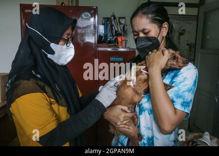 Bogor, Indonésie. 28 septembre 2021. Un chien reçoit le vaccin contre la rage lors de la célébration de la Journée mondiale de la rage au centre vétérinaire de Laladon à Bogor Regency, West Java, Indonésie, le 28 septembre 2021. (Photo par Andi M. Ridwan/INA photo Agency/Sipa USA) crédit: SIPA USA/Alay Live News Banque D'Images