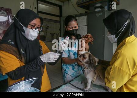 Bogor, Indonésie. 28 septembre 2021. Un chat reçoit un vaccin contre la rage lors de la célébration de la Journée mondiale de la rage au centre vétérinaire de Laladon à Bogor Regency, West Java, Indonésie, le 28 septembre 2021. (Photo par Andi M. Ridwan/INA photo Agency/Sipa USA) crédit: SIPA USA/Alay Live News Banque D'Images