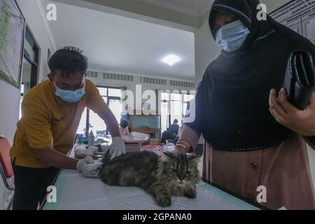 Bogor, Indonésie. 28 septembre 2021. Un chat reçoit un vaccin contre la rage lors de la célébration de la Journée mondiale de la rage au centre vétérinaire de Laladon à Bogor Regency, West Java, Indonésie, le 28 septembre 2021. (Photo par Andi M. Ridwan/INA photo Agency/Sipa USA) crédit: SIPA USA/Alay Live News Banque D'Images