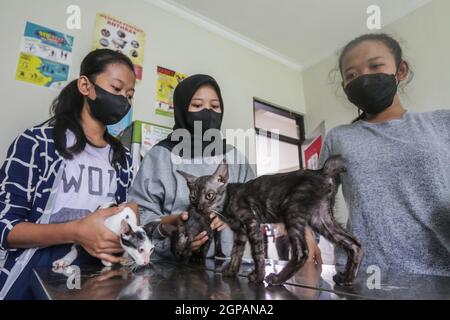 Bogor, Indonésie. 28 septembre 2021. Un chat reçoit un vaccin contre la rage lors de la célébration de la Journée mondiale de la rage au centre vétérinaire de Laladon à Bogor Regency, West Java, Indonésie, le 28 septembre 2021. (Photo par Andi M. Ridwan/INA photo Agency/Sipa USA) crédit: SIPA USA/Alay Live News Banque D'Images