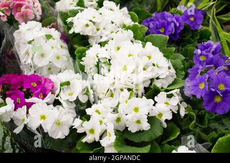 Primerose plantes mélange de la variété de couleurs gros plan Banque D'Images