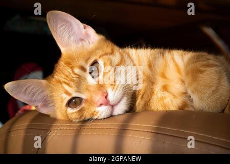 Portrait amusant de chat chaton rouge en gros plan le jour d'été Banque D'Images