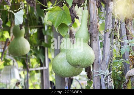 Gourde verte, Lagenaria siceraria, poussant dans le jardin. Banque D'Images