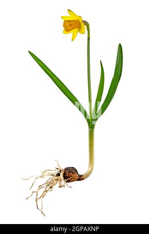 Jonquille jaune avec oignon et fleur isolés sur blanc Banque D'Images