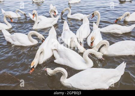 Flocks de cygnes blancs sur le Danube le jour d'été Banque D'Images