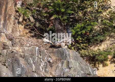 Oiseau de faucon pèlerin juvénile à la carrière d'Abbotsford, C.-B. Canada Banque D'Images