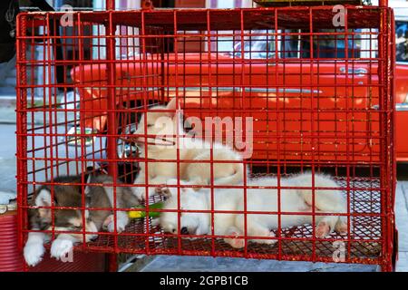 Cage métallique rouge avec chiots à l'intérieur Banque D'Images