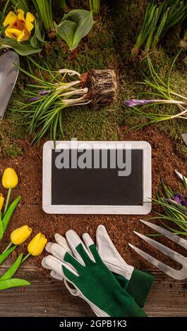 Belles fleurs de printemps et des outils de jardinage avec tableau noir vierge, plat, espace pour votre texte Banque D'Images