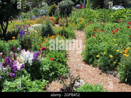 Jardins privés et résidentiels dans le Queensland, Australie.Jardinage avec des annuelles et des vivaces. Banque D'Images