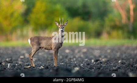 Chevreuil mâle, caperole caperole, buck debout sur un terrain boueux en nature printanière. Animaux sauvages sur les terres agricoles, vue sous angle avec espace de copie. Banque D'Images