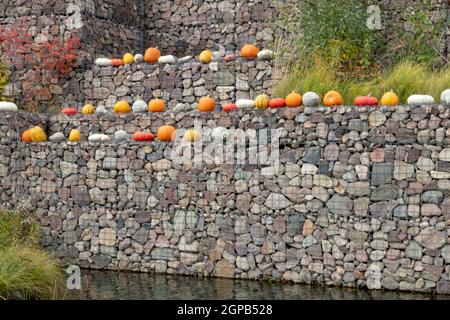 Les citrouilles colorées sont disposées sur un mur de fortification en pierre après la récolte en automne et y sont exposées. Fond de Thanksgiving. Banque D'Images