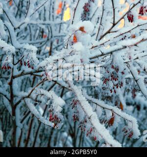 Magnifique couvert de neige, le rosier sauvage aux baies rouges brillantes. Hiver nature, environnement. Banque D'Images