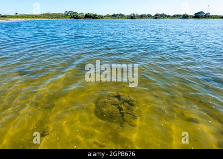 Vue sur les thrombolites les plus anciennes formes de vie, dans le lac Salin Thetis près de Cervantes, en Australie occidentale Banque D'Images