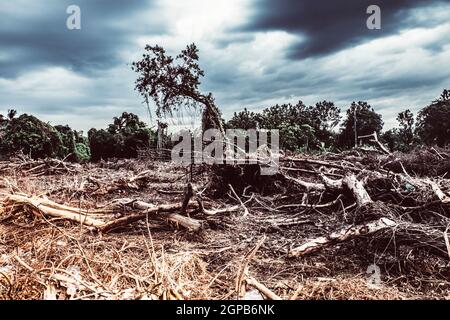 La déforestation les dommages environnementaux - détruit la forêt tropicale à la construction Banque D'Images