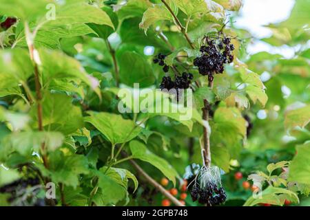 Les petits pains de baies de viburnum séchées de la famille des Adoxaceae parmi le feuillage vert. Foyer sélectif Banque D'Images