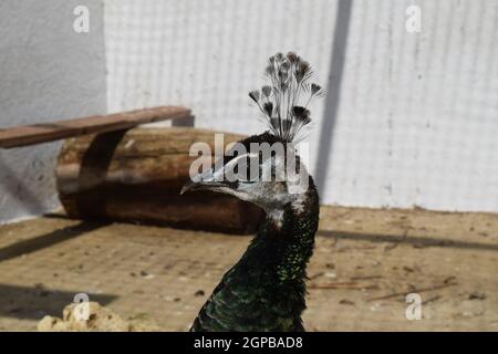 Homme d'un paon dans la cage à air libre. Le contenu dans la servitude des oiseaux décoratifs sauvages. Banque D'Images