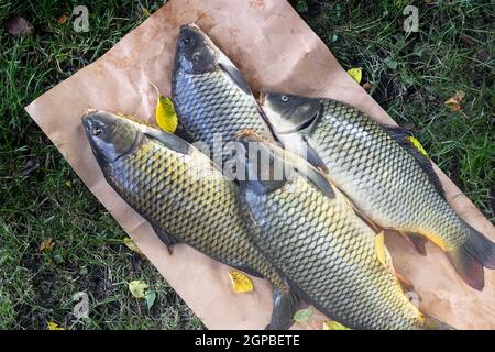 Sur l'herbe sur le papier sont de grandes carpes fraîches prises dans la rivière. La vue du dessus Banque D'Images