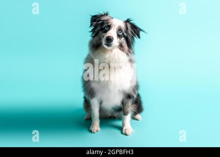 Berger australien, couleur merle, Mini gris et blanc Aussie avec yeux bleus Banque D'Images