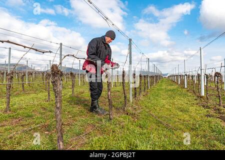 Le jeune homme lie des branches de vigne dans un vignoble contre un ciel bleu nuageux Banque D'Images