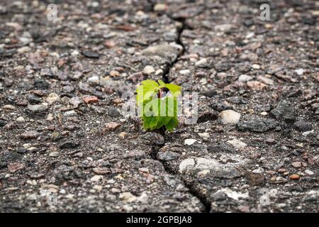 Nouvelle usine de croître dans une fissure de l'asphalte. Rising sprout sur la terre sèche. Banque D'Images