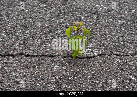 Les jeunes arbres poussent dans une fissure de l'asphalte. Rising sprout sur la terre sèche. Banque D'Images