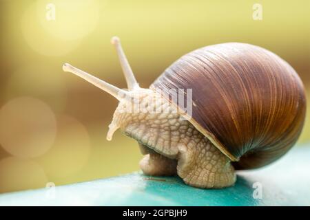 Escargot rampant sur le poteau de métal, close-up view Banque D'Images