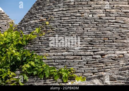 Vignes sur le toit en pierre de Trulli Chambre à Alberobello, Italie. Le style de construction est spécifique à la zone Murge de la région italienne de l'un Banque D'Images
