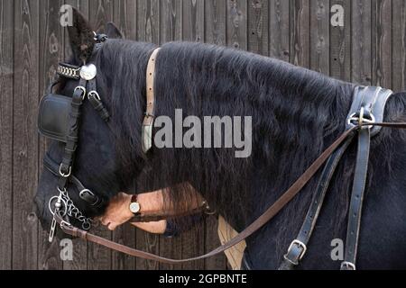 Rider fixe la chaîne sous le menton d'un cheval Friésien avec un halter, un bit et des blinkers en cuir sur la tête. Le clignotant restreint le champ de vision Banque D'Images