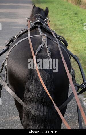 Cheval noir de Frise maîtrisée vu de l'arrière tout en traversant la forêt sur une route asphaltée. Les rênes passent par des anneaux de fer ronds jusqu'à l'autocar Banque D'Images