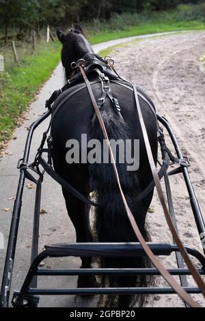 Cheval frison exploité vu de derrière tout en traversant la forêt sur un sentier sablonneux. Les rênes passent par des anneaux de fer ronds jusqu'au coachman Banque D'Images