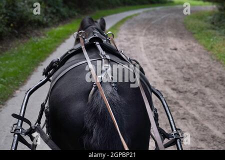 Cheval noir de Frise maîtrisée vu de l'arrière tout en traversant la forêt sur un sentier sablonneux. Les rênes passent par des anneaux de fer ronds jusqu'au coachman Banque D'Images