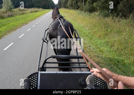 Cheval noir de Frise maîtrisée vu de l'arrière tout en montant sur la route. Le coachman est assis sur la boîte de l'entraîneur de métal avec ses mains sur les rênes Banque D'Images