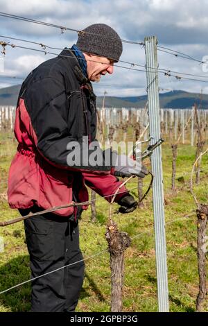 Le jeune homme lie des branches de vigne dans un vignoble contre un ciel bleu nuageux Banque D'Images